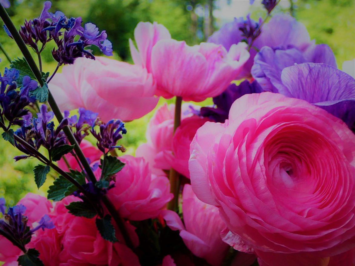 Gillian’s_flowers
